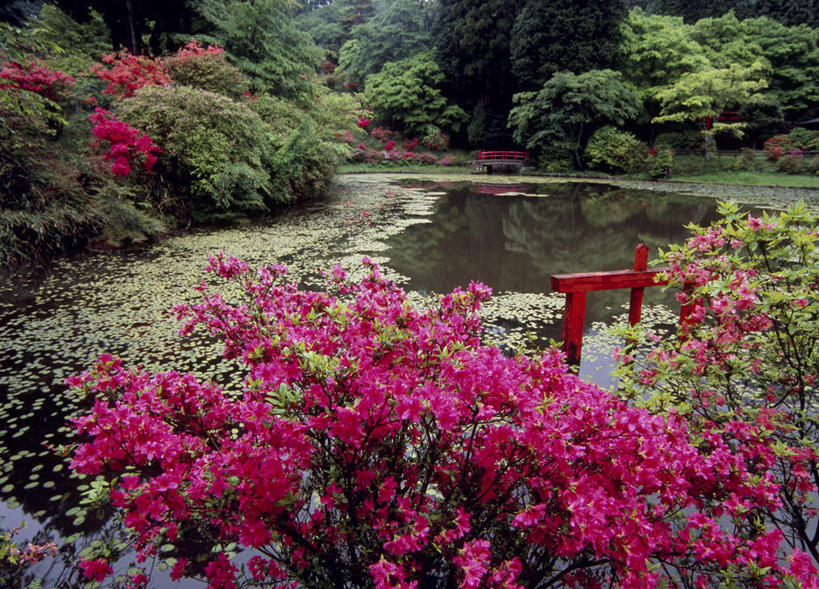 无人,横图,室外,白天,正面,旅游,度假,湖,湖泊,美景,山,树林,水,植物,杜鹃花,奈良县,日本,亚洲,许多,盛开,湖面,景观,山峰,水流,水面,杜鹃,山峦,花蕾,娱乐,花,花瓣,花朵,鲜花,树,树木,红色,绿色,自然,湖水,花苞,花蕊,享受,休闲,景色,放松,生长,成长,自然风光,东亚,本州,本州岛,日本国,近畿地方,奈良,近畿,映山红,彩图