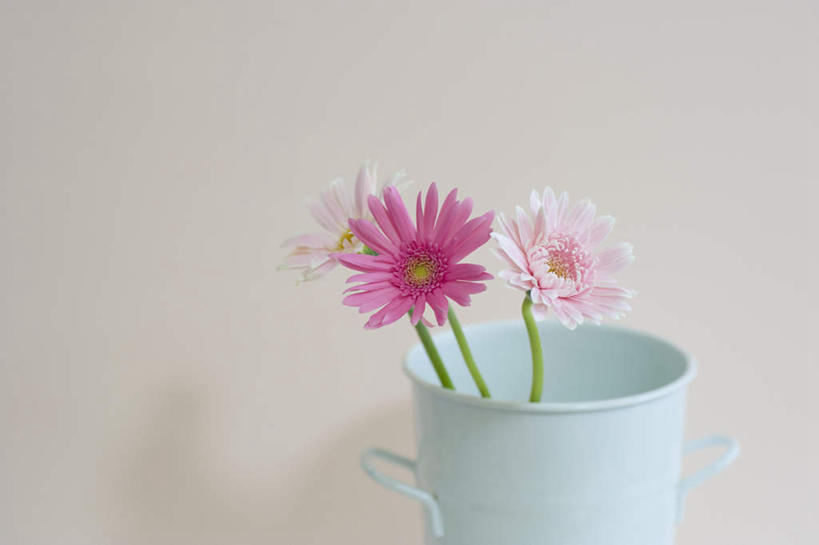 无人,横图,室内,特写,白天,白色背景,正面,静物,杯子,三朵,盛开,非洲菊,花蕾,花,花瓣,花朵,鲜花,水杯,塑料制品,花苞,花蕊,菊花,摄影,影棚,扶郎花,灯盏花,千日菊,茶杯,彩图,影棚拍摄,拍摄
