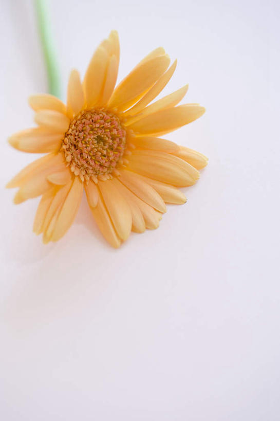 无人,竖图,俯视,室内,特写,白天,桌面,桌子,静物,蜡烛,粉色背景,盛开,非洲菊,花蕾,花,花瓣,花朵,鲜花,一朵,黄色,花苞,花蕊,菊花,摄影,影棚,扶郎花,灯盏花,千日菊,彩图,高角度拍摄,影棚拍摄,拍摄