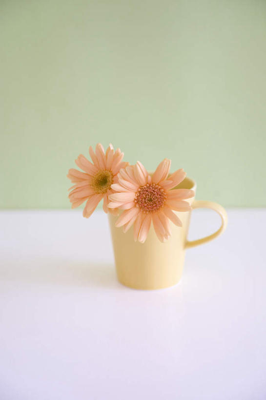 无人,竖图,室内,特写,白天,正面,桌面,桌子,静物,杯子,绿色背景,盛开,瓷器,非洲菊,咖啡杯,陶瓷制品,花蕾,花,花瓣,花朵,鲜花,两朵,粉色,红色,花苞,花蕊,菊花,摄影,影棚,瓷杯,扶郎花,灯盏花,千日菊,彩图,影棚拍摄,拍摄