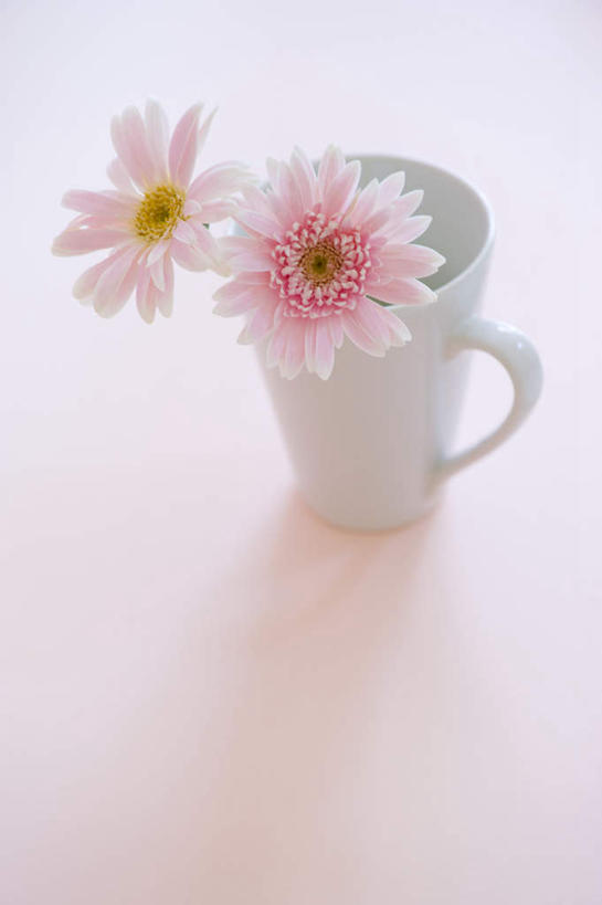 无人,竖图,俯视,室内,特写,白天,桌面,桌子,静物,杯子,绿色背景,盛开,瓷器,非洲菊,咖啡杯,陶瓷制品,花蕾,花,花瓣,花朵,鲜花,两朵,粉色,白色,花苞,花蕊,菊花,摄影,影棚,瓷杯,扶郎花,灯盏花,千日菊,彩图,高角度拍摄,影棚拍摄,拍摄