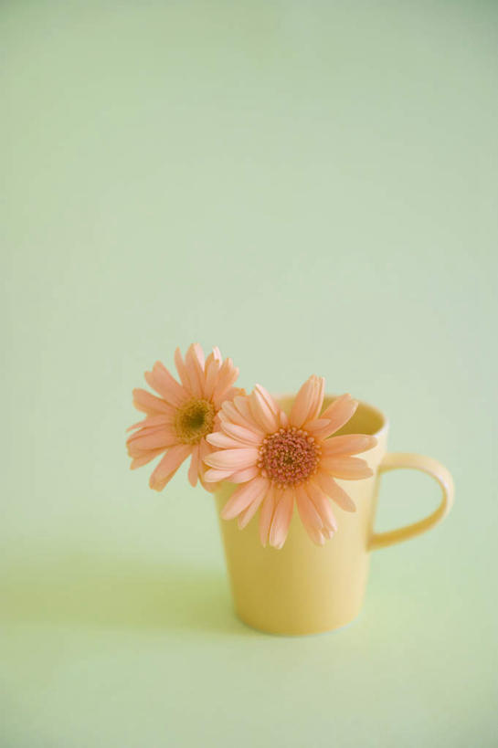 无人,竖图,俯视,室内,特写,白天,桌面,桌子,静物,杯子,绿色背景,盛开,瓷器,非洲菊,咖啡杯,陶瓷制品,花蕾,花,花瓣,花朵,鲜花,两朵,花苞,花蕊,橙色,菊花,摄影,影棚,瓷杯,扶郎花,灯盏花,千日菊,彩图,高角度拍摄,影棚拍摄,拍摄