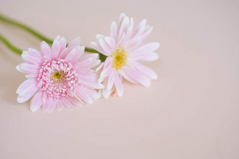 无人,横图,俯视,室内,特写,白天,桌面,桌子,静物,粉色背景,盛开,非洲菊,花蕾,花,花瓣,花朵,鲜花,两朵,粉色,白色,花苞,花蕊,菊花,摄影,影棚,扶郎花,灯盏花,千日菊,彩图,高角度拍摄,影棚拍摄,拍摄