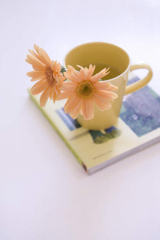 无人,竖图,俯视,室内,特写,白天,桌面,桌子,静物,杯子,绿色背景,盛开,瓷器,非洲菊,记事本,咖啡杯,陶瓷制品,花蕾,花,花瓣,花朵,鲜花,两朵,本子,笔记本,花苞,花蕊,橙色,菊花,摄影,影棚,瓷杯,扶郎花,灯盏花,千日菊,彩图,高角度拍摄,影棚拍摄,拍摄