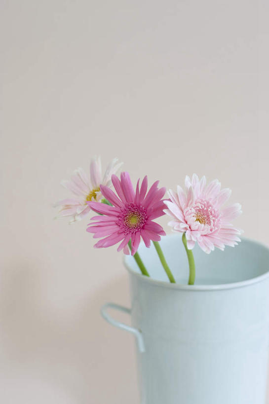 无人,竖图,室内,特写,白天,白色背景,正面,桌面,桌子,静物,杯子,盛开,瓷器,非洲菊,粉红,咖啡杯,陶瓷制品,花蕾,花,花瓣,花朵,鲜花,两朵,粉色,红色,花苞,花蕊,菊花,摄影,影棚,瓷杯,扶郎花,灯盏花,千日菊,彩图,影棚拍摄,拍摄