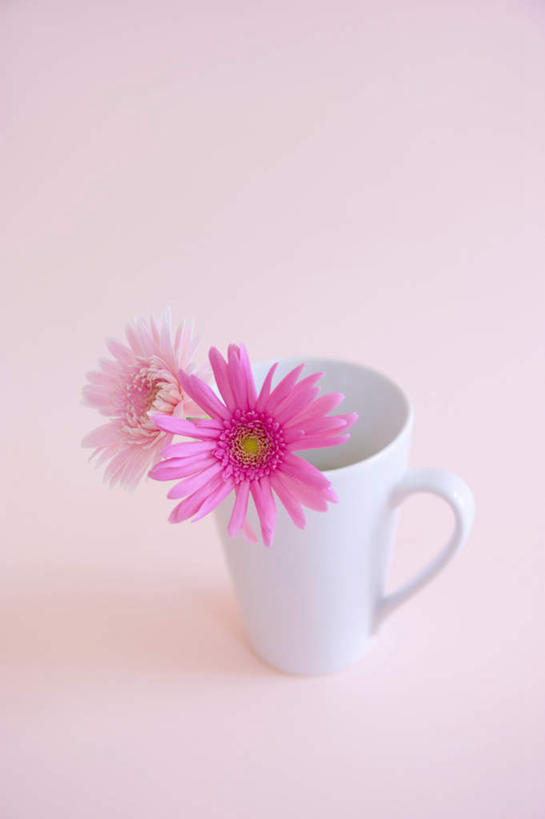 无人,竖图,俯视,室内,特写,白天,桌面,桌子,静物,杯子,粉色背景,盛开,瓷器,非洲菊,粉红,咖啡杯,陶瓷制品,花蕾,花,花瓣,花朵,鲜花,两朵,粉色,红色,花苞,花蕊,菊花,摄影,影棚,瓷杯,扶郎花,灯盏花,千日菊,彩图,高角度拍摄,影棚拍摄,拍摄