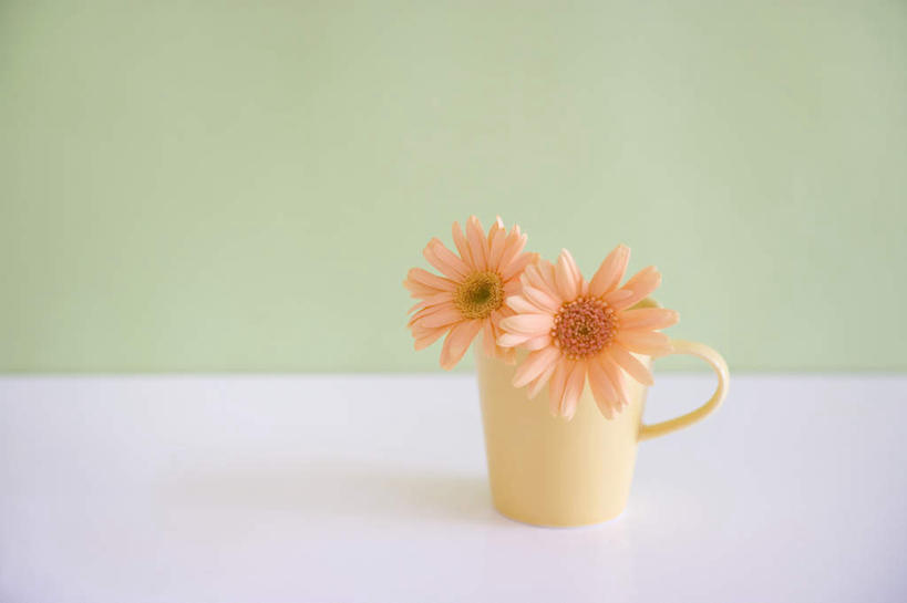 无人,横图,俯视,室内,特写,白天,桌面,桌子,静物,杯子,绿色背景,盛开,瓷器,非洲菊,粉红,咖啡杯,陶瓷制品,花蕾,花,花瓣,花朵,鲜花,两朵,粉色,红色,花苞,花蕊,菊花,摄影,影棚,瓷杯,扶郎花,灯盏花,千日菊,彩图,高角度拍摄,影棚拍摄,拍摄