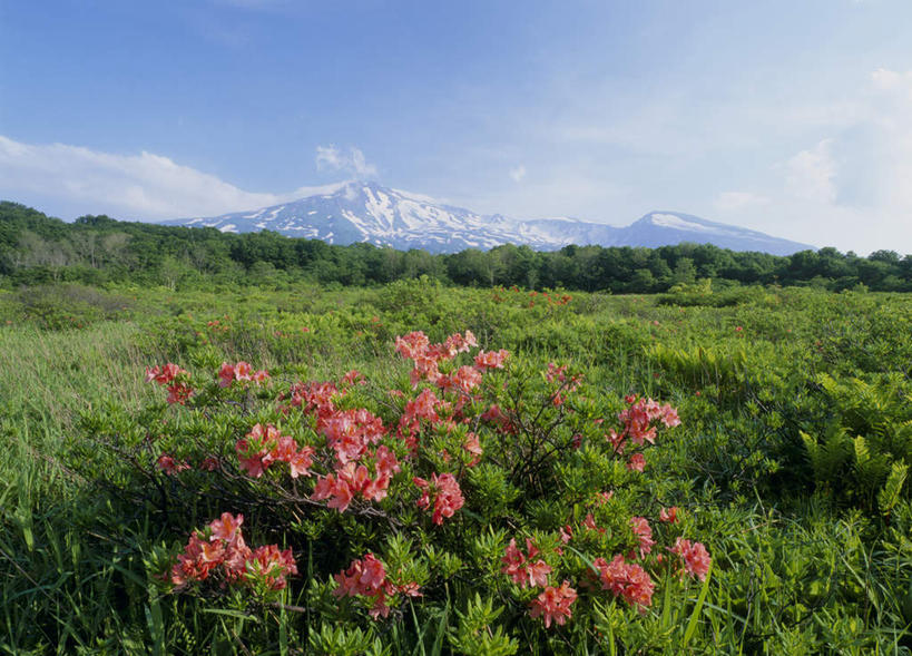 无人,横图,室外,白天,正面,旅游,度假,草地,草坪,美景,山,山脉,雪,植物,大雪,杜鹃花,秋田县,日本,亚洲,许多,盛开,积雪,景观,山峰,雪景,云,云朵,冬天,杜鹃,山峦,花蕾,云彩,娱乐,草,花,花瓣,花朵,鲜花,粉色,红色,蓝色,绿色,白云,蓝天,天空,自然,群山,天,花苞,花蕊,享受,休闲,景色,放松,自然风光,东亚,本州,本州岛,日本国,秋田,映山红,彩图