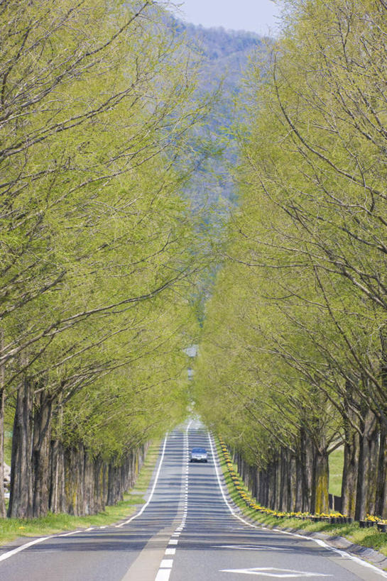 无人,竖图,室外,白天,正面,旅游,度假,草地,草坪,美景,山,树林,植物,道路,路,公路,日本,亚洲,一排,许多,阴影,整齐,光线,影子,景观,山峰,分界线,停车线,交通,山峦,娱乐,草,树,树木,排列,绿色,天空,阳光,自然,天,享受,休闲,景色,放松,生长,成长,车行道,车行道分界线,队列,自然风光,标线,东亚,车行线,本州,本州岛,日本国,近畿地方,近畿,滋贺,滋贺县,马路,彩图