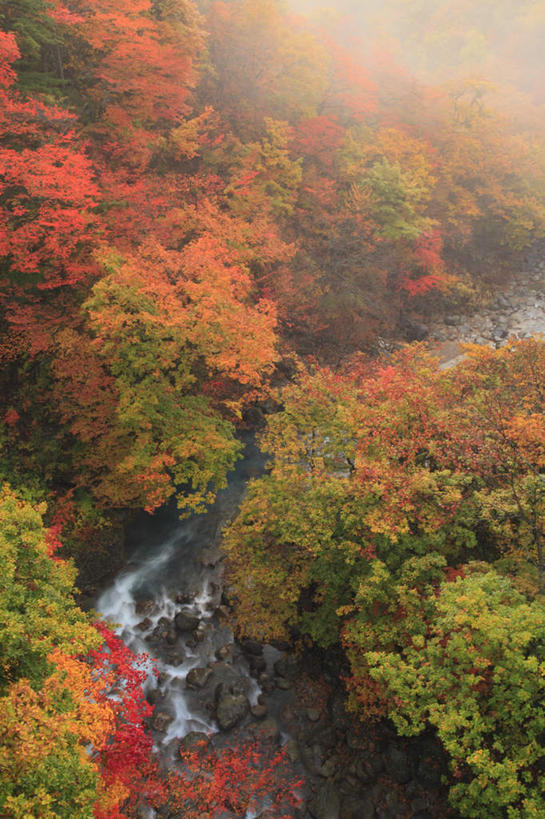 无人,竖图,俯视,航拍,室外,白天,旅游,度假,河流,石头,美景,秋季,树林,水,植物,雾,叶子,日本,亚洲,许多,朦胧,模糊,石子,河水,景观,水流,娱乐,树,树木,红色,绿色,小溪,自然,溪水,享受,休闲,景色,放松,生长,成长,迷雾,鸟瞰,自然风光,东亚,本州,本州岛,日本国,岩手,岩手县,叶,叶片,石块,大雾,秋,秋天,彩图,高角度拍摄