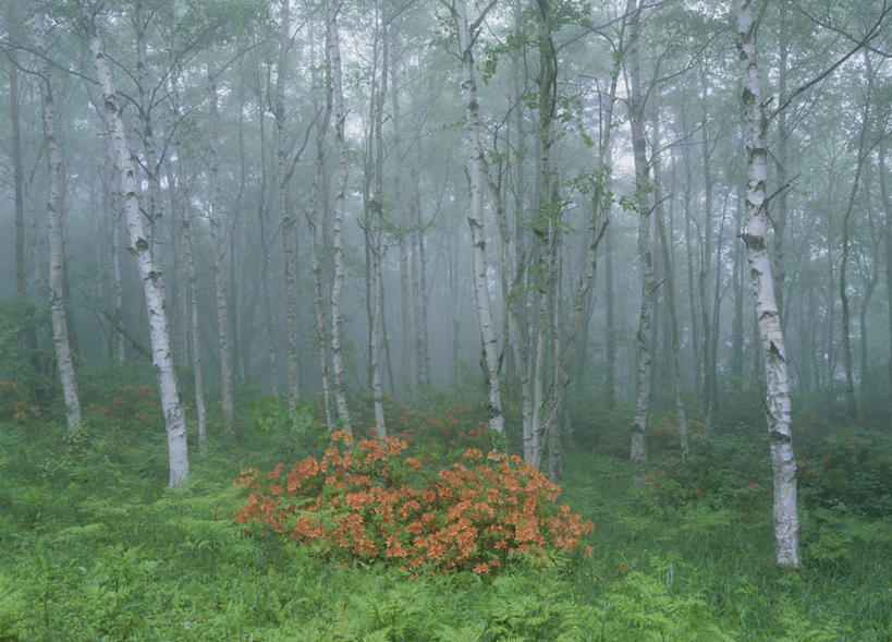无人,横图,室外,白天,正面,旅游,度假,草地,草坪,美景,树林,植物,日本,亚洲,许多,盛开,景观,花蕾,娱乐,草,花,花瓣,花朵,鲜花,树,树木,红色,绿色,天空,自然,天,花苞,花蕊,享受,休闲,橙色,景色,放松,生长,成长,自然风光,东亚,本州,本州岛,日本国,岩手,岩手县,彩图