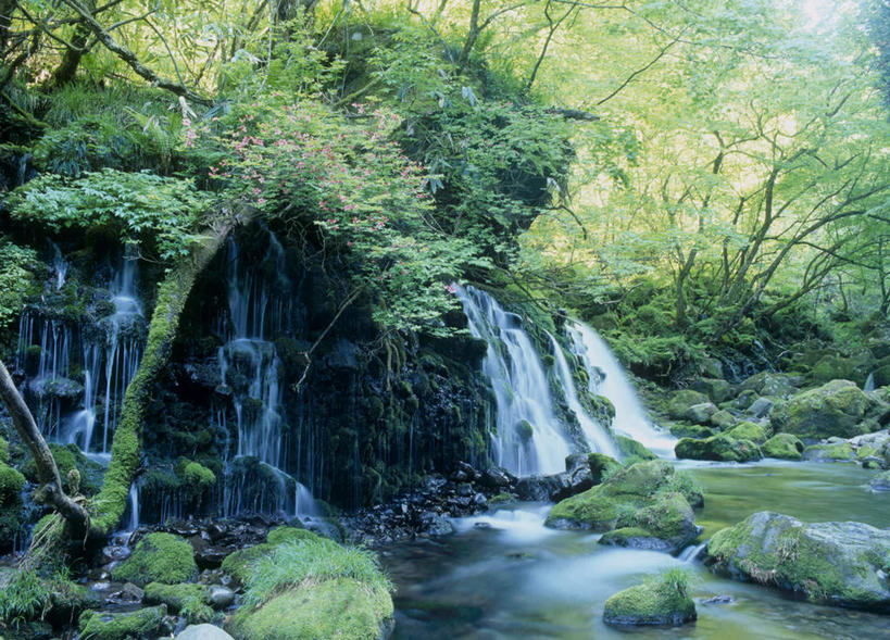 无人,横图,室外,白天,正面,旅游,度假,河流,石头,美景,瀑布,树林,水,植物,秋田县,日本,亚洲,飞溅,溅,石子,液体,河水,景观,水流,苔藓,娱乐,树,树木,绿色,自然,享受,休闲,景色,放松,生长,成长,喷洒,自然风光,东亚,本州,本州岛,日本国,秋田,跌水,石块,岩石,彩图