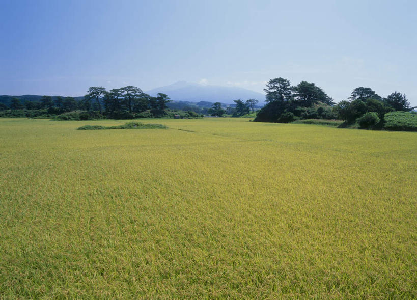 无人,横图,室外,白天,正面,旅游,度假,美景,秋季,树林,植物,秋田县,日本,亚洲,许多,阴影,丰收,光线,影子,景观,云,云朵,水稻,云彩,娱乐,树,树木,黄色,蓝色,绿色,白云,蓝天,天空,阳光,自然,天,享受,休闲,稻谷,景色,放松,生长,收获,成长,自然风光,东亚,本州,本州岛,日本国,秋田,秋,秋天,彩图