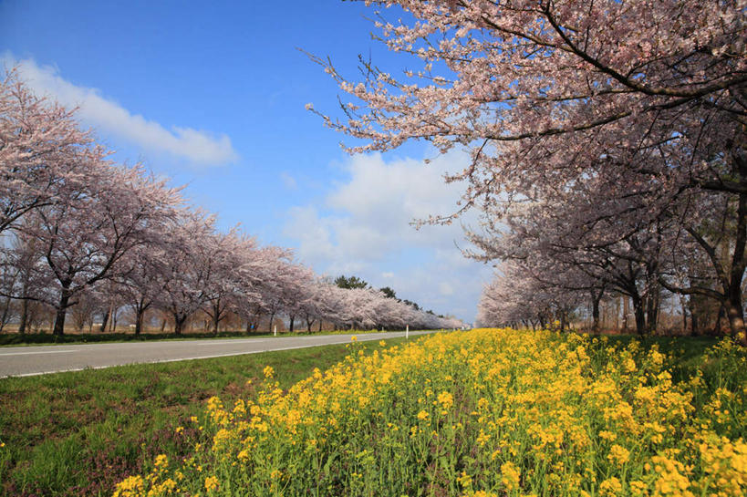 无人,横图,室外,白天,仰视,旅游,度假,草地,草坪,美景,植物,道路,路,公路,樱花,秋田县,日本,亚洲,许多,阴影,盛开,光线,影子,景观,云,云朵,粉红,交通,花蕾,云彩,娱乐,草,花,花瓣,花朵,鲜花,树,树木,粉色,蓝色,绿色,白云,蓝天,天空,阳光,自然,天,花苞,花蕊,油菜花,享受,休闲,景色,放松,生长,成长,自然风光,东亚,油菜,本州,本州岛,日本国,秋田,马路,彩图,低角度拍摄