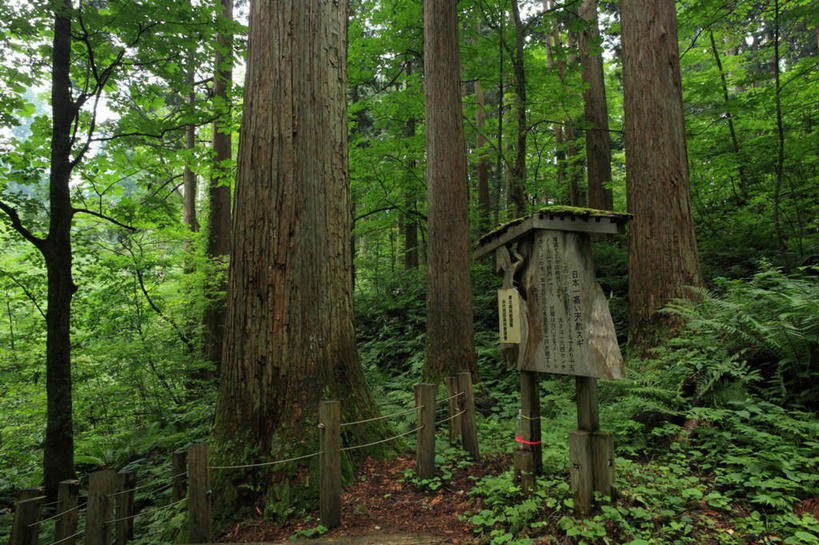 无人,横图,室外,白天,仰视,旅游,度假,草地,草坪,美景,树林,植物,指示牌,秋田县,日本,亚洲,许多,日文,标志,文字,景观,娱乐,标识,草,树,树干,树木,绿色,天空,自然,天,享受,休闲,景色,放松,生长,成长,自然风光,东亚,本州,本州岛,日本国,秋田,彩图,低角度拍摄