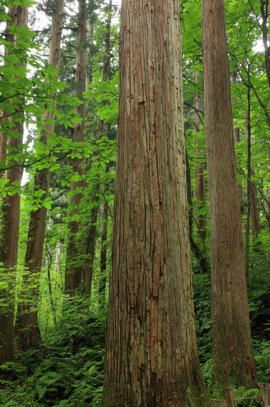 无人,竖图,室外,白天,正面,旅游,度假,草地,草坪,美景,树林,植物,秋田县,日本,亚洲,许多,景观,娱乐,草,树,树干,树木,绿色,天空,自然,天,享受,休闲,景色,放松,生长,成长,自然风光,东亚,本州,本州岛,日本国,秋田,彩图