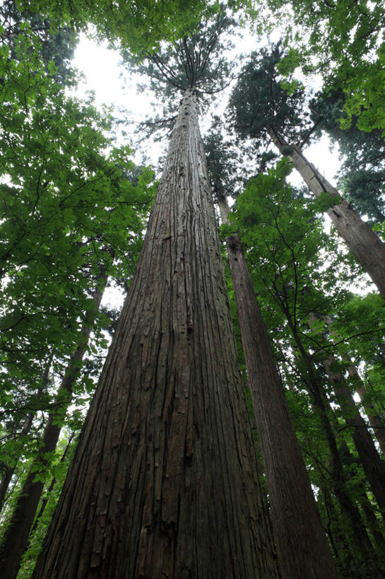 无人,竖图,室外,白天,仰视,旅游,度假,草地,草坪,美景,树林,植物,秋田县,日本,亚洲,许多,景观,娱乐,草,树,树干,树木,绿色,天空,自然,天,享受,休闲,景色,放松,生长,成长,自然风光,东亚,本州,本州岛,日本国,秋田,彩图,低角度拍摄