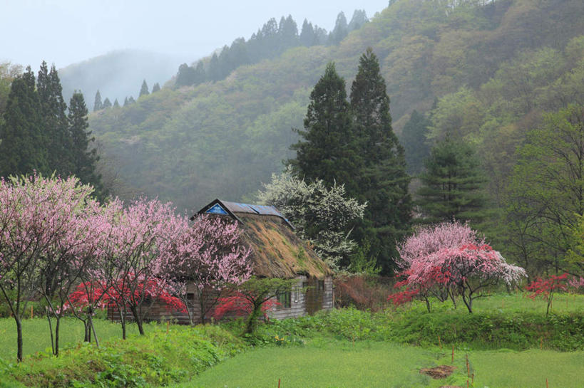 无人,家,木屋,横图,室外,白天,正面,旅游,度假,草地,草坪,美景,山,树林,植物,雾,桃花,樱花,秋田县,日本,亚洲,朦胧,模糊,盛开,景观,山峰,山峦,花蕾,娱乐,住宅,草,花,花瓣,花朵,鲜花,树,树木,粉色,红色,绿色,白色,蓝天,天空,自然,天,花苞,花蕊,享受,休闲,景色,放松,生长,成长,迷雾,自然风光,东亚,本州,本州岛,日本国,秋田,彩图,茅舍,茅屋,棚屋,小木屋,小屋