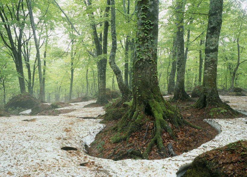 无人,横图,俯视,室外,白天,旅游,度假,美景,树林,雪,植物,大雪,秋田县,日本,亚洲,许多,积雪,景观,雪景,冬天,娱乐,树,树干,树木,绿色,天空,自然,天,享受,休闲,景色,放松,生长,成长,自然风光,东亚,本州,本州岛,日本国,秋田,彩图,高角度拍摄