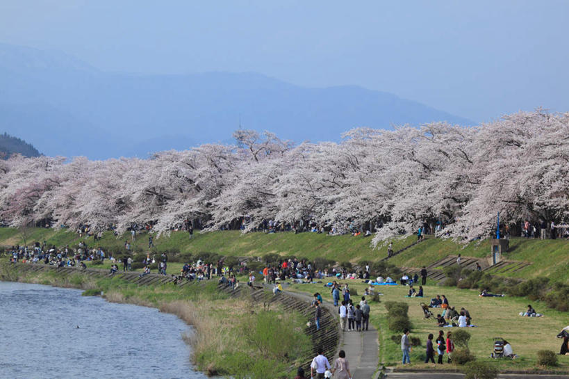 东方人,横图,室外,白天,正面,旅游,度假,草地,草坪,湖,湖泊,美景,山,树林,水,植物,樱花,秋田县,日本,亚洲,许多,游人,盛开,湖面,景观,山峰,水流,水面,粉红,山峦,许多人,花蕾,黄种人,娱乐,草,花,花瓣,花朵,鲜花,树,树木,粉色,绿色,自然,湖水,花苞,花蕊,一群人,享受,休闲,景色,放松,生长,成长,自然风光,东亚,本州,本州岛,日本国,秋田,男人,男性,年轻男性,年轻女性,女人,女性,亚洲人,彩图,全身