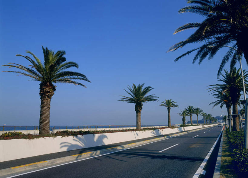 无人,横图,室外,白天,正面,旅游,度假,植物,道路,路,公路,棕榈树,叶子,神奈川,日本,亚洲,一排,许多,阴影,整齐,光线,影子,分界线,绿叶,停车线,交通,神奈川县,娱乐,树,树木,排列,蓝色,绿色,蓝天,天空,阳光,自然,天,享受,休闲,嫩叶,放松,生长,成长,车行道,车行道分界线,队列,标线,东亚,棕榈叶,车行线,本州,关东地方,本州岛,日本国,叶,叶片,马路,彩图