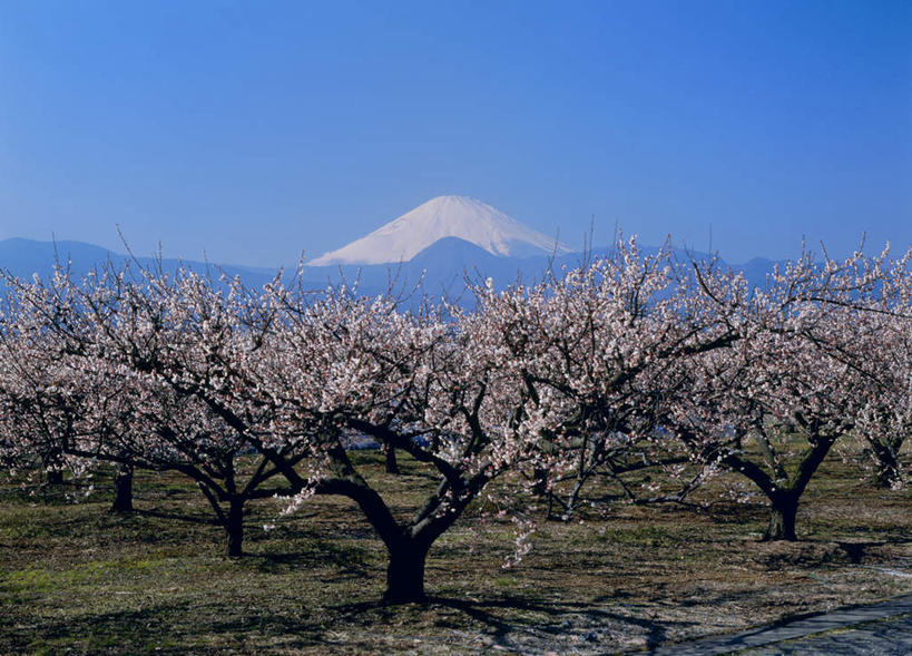无人,横图,室外,白天,正面,旅游,度假,火山,美景,山,山脉,雪,植物,大雪,富士山,静冈县,日本,亚洲,许多,阴影,盛开,光线,影子,积雪,景观,山峰,雪景,冬天,梅花,山峦,花蕾,娱乐,花,花瓣,花朵,鲜花,树,树木,排列,蓝色,绿色,蓝天,天空,阳光,自然,群山,天,花苞,花蕊,享受,休闲,景色,放松,生长,成长,队列,自然风光,东亚,本州,本州岛,日本国,中部地方,静冈,山梨,山梨县,活火山,死火山,休眠火山,彩图