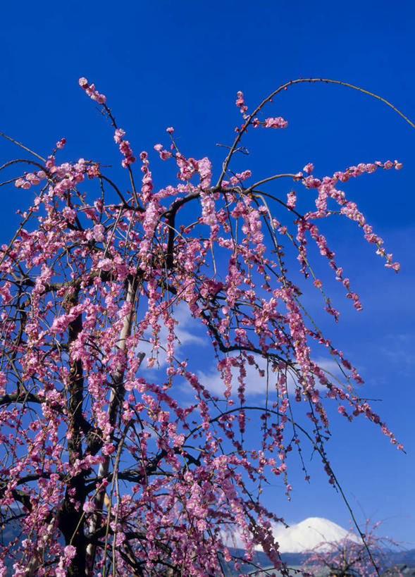 无人,竖图,室外,白天,仰视,旅游,度假,美景,神奈川,日本,亚洲,许多,阴影,盛开,光线,影子,景观,云,云朵,梅花,神奈川县,花蕾,云彩,娱乐,花,花瓣,花朵,鲜花,红色,蓝色,白云,蓝天,天空,阳光,自然,天,花苞,花蕊,享受,休闲,景色,放松,自然风光,东亚,本州,关东地方,本州岛,日本国,彩图,低角度拍摄