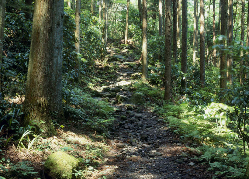 无人,横图,室外,白天,正面,旅游,度假,草地,草坪,美景,树林,植物,道路,路,神奈川,日本,亚洲,阴影,光线,影子,景观,小路,交通,神奈川县,娱乐,草,树,树木,绿色,阳光,自然,享受,休闲,景色,放松,生长,成长,自然风光,东亚,本州,关东地方,本州岛,日本国,中部地方,山梨,山梨县,彩图