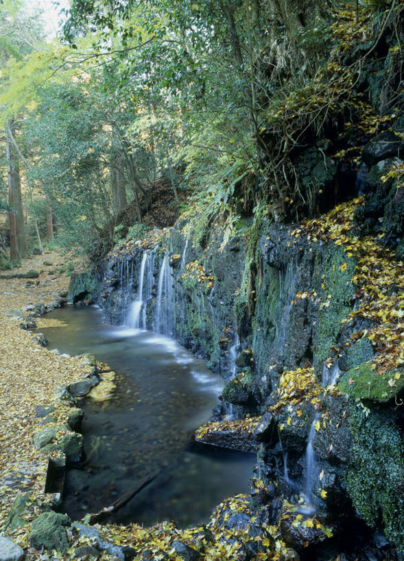 无人,竖图,室外,白天,正面,旅游,度假,河流,石头,美景,树林,水,植物,神奈川,日本,亚洲,阴影,光线,石子,影子,河水,景观,水流,神奈川县,娱乐,树,树木,绿色,阳光,自然,享受,休闲,景色,放松,生长,成长,自然风光,东亚,本州,关东地方,本州岛,日本国,中部地方,山梨,山梨县,石块,岩石,彩图