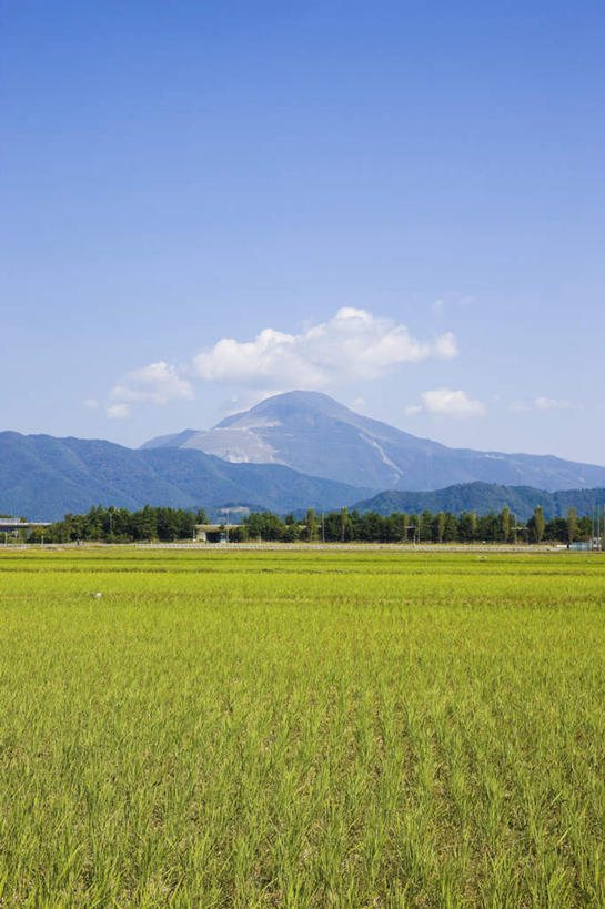 无人,农田,竖图,室外,白天,正面,旅游,度假,庄稼,美景,山,山脉,树林,植物,日本,亚洲,许多,阴影,光线,影子,稻田,景观,山峰,云,云朵,水稻,山峦,云彩,娱乐,树,树木,黄色,蓝色,绿色,白云,蓝天,天空,阳光,自然,群山,天,享受,休闲,景色,放松,生长,成长,自然风光,东亚,本州,本州岛,日本国,近畿地方,近畿,滋贺,滋贺县,彩图,耕地,庄稼田
