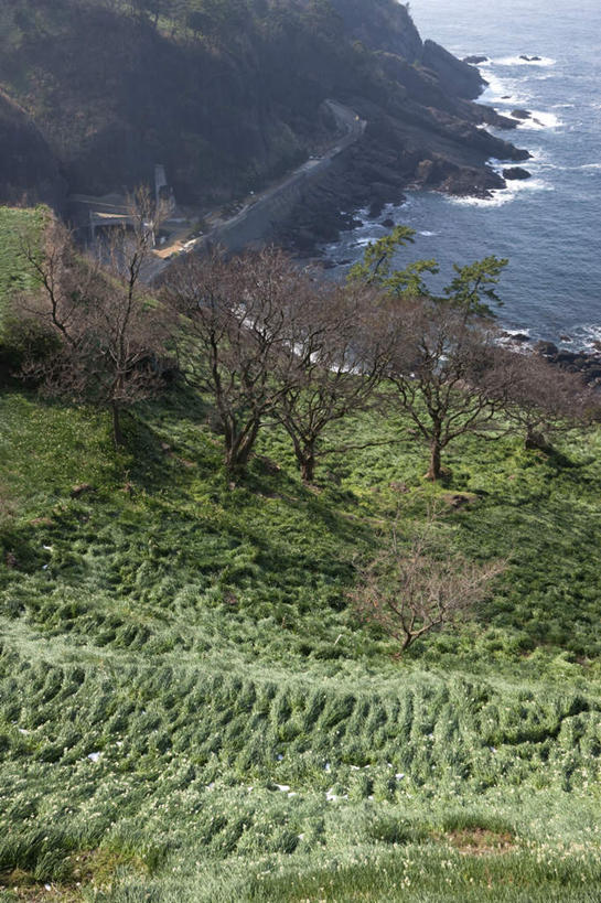 无人,竖图,俯视,航拍,室外,白天,旅游,度假,草地,草坪,海浪,海洋,美景,山,树林,植物,日本,亚洲,景观,浪花,山峰,山峦,娱乐,草,树,树木,绿色,自然,海水,享受,休闲,景色,放松,生长,成长,鸟瞰,自然风光,海景,东亚,本州,本州岛,日本国,中部地方,福井,福井县,大海,风浪,海,海水的波动,近岸浪,涌浪,彩图,高角度拍摄
