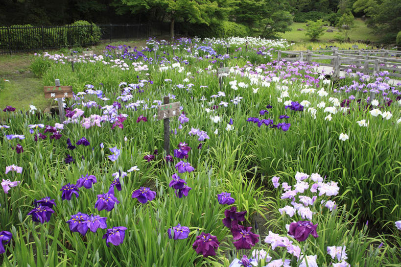 无人,横图,室外,白天,正面,旅游,度假,花海,花圃,美景,树林,植物,紫罗兰,叶子,日本,亚洲,许多,盛开,景观,花蕾,娱乐,花,花瓣,花朵,鲜花,树,树木,绿色,紫色,白色,自然,花丛,花束,花田,花苞,花蕊,享受,休闲,景色,放松,大阪,生长,成长,鸢尾,自然风光,东亚,本州,大阪府,本州岛,日本国,近畿地方,近畿,彩图