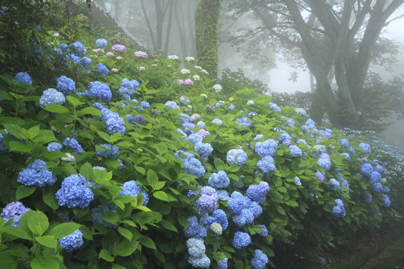 无人,横图,室外,白天,正面,旅游,度假,花海,花圃,美景,树林,植物,雾,八仙花,叶子,日本,亚洲,许多,朦胧,模糊,盛开,景观,花蕾,娱乐,花,花瓣,花朵,鲜花,树,树木,蓝色,绿色,自然,花丛,花束,花田,花苞,花蕊,绣球花,享受,休闲,景色,放松,大阪,生长,成长,紫阳花,洋绣球,迷雾,自然风光,东亚,本州,大阪府,本州岛,日本国,近畿地方,近畿,大雾,彩图