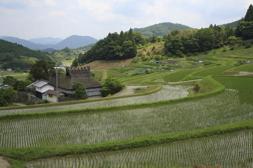 无人,家,农田,横图,俯视,室外,白天,旅游,度假,庄稼,梯田,美景,山,树林,植物,日本,亚洲,阴影,光线,影子,房屋,屋子,稻田,景观,山峰,云,云朵,水稻,山峦,云彩,娱乐,楼房,住宅,树,树木,蓝色,绿色,白云,蓝天,天空,阳光,自然,天,享受,休闲,景色,放松,大阪,生长,成长,自然风光,东亚,本州,大阪府,本州岛,日本国,近畿地方,近畿,彩图,高角度拍摄,耕地,庄稼田,房子