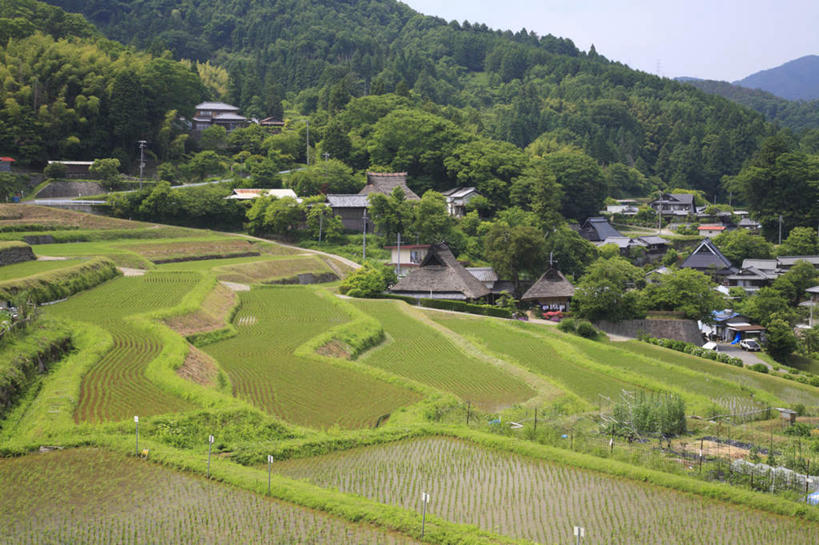 无人,家,农田,横图,俯视,室外,白天,旅游,度假,庄稼,梯田,美景,山,树林,植物,日本,亚洲,阴影,光线,影子,房屋,屋子,稻田,景观,山峰,云,云朵,水稻,山峦,云彩,娱乐,楼房,住宅,树,树木,蓝色,绿色,白云,蓝天,天空,阳光,自然,天,享受,休闲,景色,放松,大阪,生长,成长,自然风光,东亚,本州,大阪府,本州岛,日本国,近畿地方,近畿,彩图,高角度拍摄,耕地,庄稼田,房子
