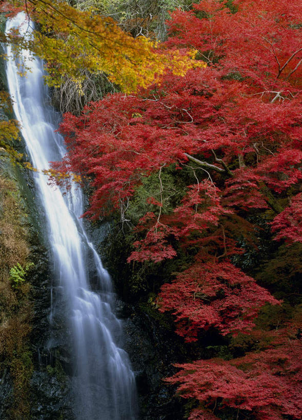 无人,竖图,室外,白天,正面,旅游,度假,石头,美景,瀑布,秋季,树林,水,植物,日本,亚洲,飞溅,溅,石子,液体,景观,娱乐,树,树木,黄色,红色,绿色,自然,享受,休闲,石壁,景色,放松,大阪,生长,成长,喷洒,自然风光,东亚,本州,大阪府,本州岛,日本国,近畿地方,近畿,跌水,石块,岩石,秋,秋天,彩图