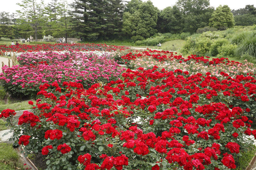 无人,横图,室外,白天,正面,旅游,度假,草地,草坪,花海,花圃,美景,树林,植物,玫瑰,叶子,日本,亚洲,许多,盛开,景观,粉红,花蕾,娱乐,草,花,花瓣,花朵,鲜花,树,树木,粉色,红色,蓝色,绿色,蓝天,天空,自然,花丛,花束,花田,天,花苞,花蕊,享受,休闲,景色,放松,大阪,生长,成长,自然风光,东亚,本州,大阪府,本州岛,日本国,近畿地方,近畿,彩图