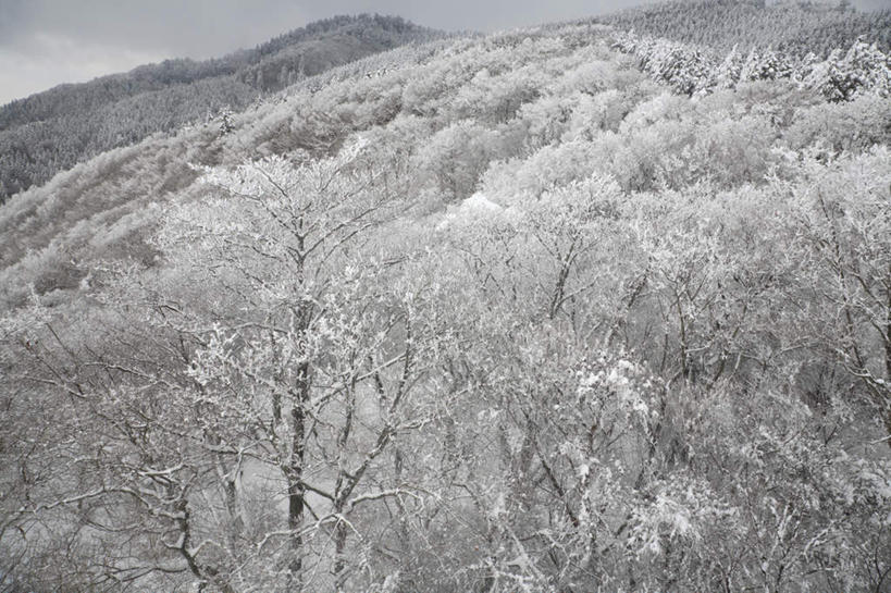 无人,横图,俯视,航拍,室外,白天,旅游,度假,山,树林,雪,植物,大雪,日本,亚洲,积雪,山峰,雪景,冬天,山峦,娱乐,树,树木,绿色,自然,享受,休闲,放松,大阪,生长,成长,鸟瞰,雾凇,东亚,本州,大阪府,本州岛,日本国,近畿地方,近畿,彩图,高角度拍摄