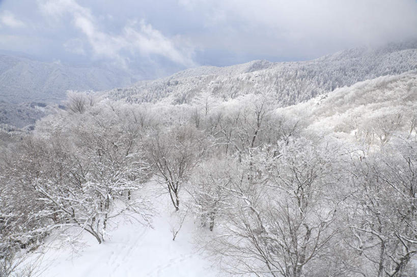 无人,横图,俯视,航拍,室外,白天,旅游,度假,美景,山,树林,雪,植物,大雪,日本,亚洲,积雪,景观,山峰,雪景,冬天,山峦,娱乐,树,树木,绿色,自然,享受,休闲,景色,放松,大阪,生长,成长,鸟瞰,自然风光,雾凇,东亚,本州,大阪府,本州岛,日本国,近畿地方,近畿,彩图,高角度拍摄