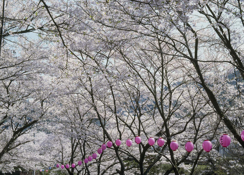无人,横图,室外,白天,仰视,旅游,度假,美景,树林,雪,植物,大雪,日本,亚洲,一排,许多,悬挂,阴影,整齐,光线,灯笼,影子,积雪,景观,雪景,冬天,娱乐,树,树木,排列,红色,蓝色,绿色,蓝天,天空,阳光,自然,天,享受,休闲,景色,放松,大阪,生长,成长,队列,自然风光,雾凇,东亚,本州,大阪府,本州岛,日本国,近畿地方,近畿,彩图,低角度拍摄
