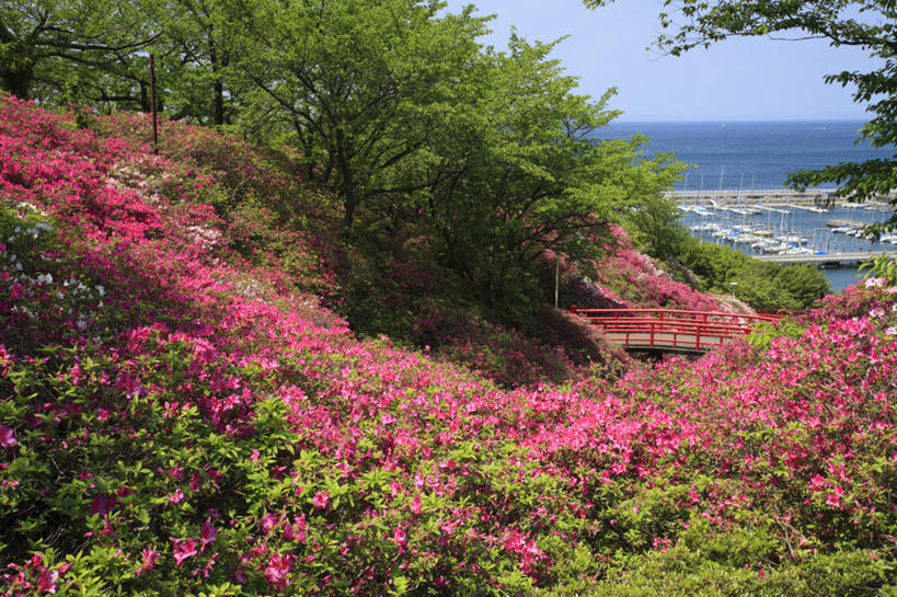 无人,横图,俯视,室外,白天,旅游,度假,花海,花圃,美景,树林,植物,杜鹃花,叶子,日本,亚洲,许多,阴影,盛开,光线,影子,景观,杜鹃,花蕾,娱乐,花,花瓣,花朵,鲜花,树,树木,红色,蓝色,绿色,蓝天,天空,阳光,自然,花丛,花束,花田,天,花苞,花蕊,享受,休闲,景色,放松,大阪,生长,成长,自然风光,东亚,本州,大阪府,本州岛,日本国,近畿地方,近畿,映山红,彩图,高角度拍摄