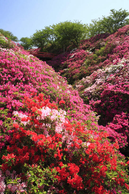 无人,竖图,室外,白天,正面,旅游,度假,花海,花圃,美景,树林,植物,杜鹃花,叶子,日本,亚洲,许多,阴影,盛开,光线,影子,景观,杜鹃,花蕾,娱乐,花,花瓣,花朵,鲜花,树,树木,红色,蓝色,绿色,蓝天,天空,阳光,自然,花丛,花束,花田,天,花苞,花蕊,享受,休闲,景色,放松,大阪,生长,成长,自然风光,东亚,本州,大阪府,本州岛,日本国,近畿地方,近畿,映山红,彩图