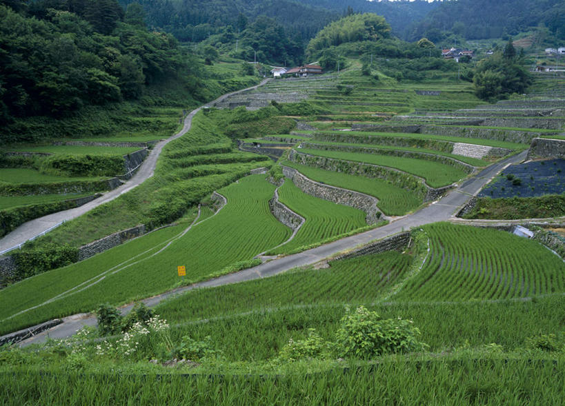无人,农田,横图,俯视,航拍,室外,白天,旅游,度假,农业,庄稼,农作物,美景,山,田园,植物,道路,路,广岛县,日本,亚洲,许多,稻田,景观,山峰,小路,水稻,交通,山峦,娱乐,树,树木,绿色,自然,享受,休闲,景色,放松,乡间小路,生长,成长,鸟瞰,自然风光,东亚,本州,本州岛,日本国,広岛,中国地方,彩图,高角度拍摄,耕地,庄稼田