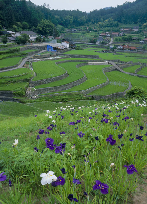 无人,家,农田,竖图,室外,白天,正面,旅游,度假,农业,庄稼,农作物,花海,花圃,美景,山,田园,植物,道路,路,叶子,广岛县,日本,亚洲,许多,盛开,房屋,屋子,稻田,景观,山峰,小路,水稻,交通,山峦,花蕾,娱乐,住宅,花,花瓣,花朵,鲜花,树,树木,绿色,紫色,白色,自然,花丛,花束,花田,花苞,花蕊,享受,休闲,景色,放松,乡间小路,生长,成长,鸢尾,自然风光,东亚,本州,本州岛,日本国,広岛,中国地方,彩图,耕地,庄稼田,房子