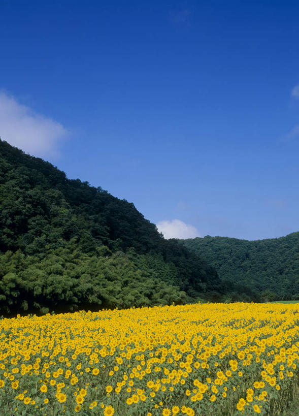 无人,农田,竖图,室外,白天,仰视,旅游,度假,庄稼,花海,花圃,美景,山,叶子,广岛县,日本,亚洲,许多,盛开,景观,山峰,云,云朵,山峦,花蕾,云彩,娱乐,花,花瓣,花朵,鲜花,黄色,蓝色,绿色,白云,蓝天,天空,自然,花丛,花束,花田,天,花苞,花蕊,享受,休闲,菊花,景色,放松,自然风光,东亚,本州,本州岛,日本国,広岛,中国地方,彩图,低角度拍摄,耕地,庄稼田
