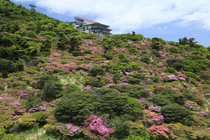 无人,家,横图,室外,白天,仰视,旅游,度假,草地,草坪,花海,花圃,植物,杜鹃花,叶子,长崎,日本,亚洲,许多,阴影,盛开,光线,影子,房屋,屋子,云,云朵,杜鹃,花蕾,云彩,娱乐,楼房,住宅,草,花,花瓣,花朵,鲜花,树,树木,红色,蓝色,绿色,白云,蓝天,天空,阳光,自然,花丛,花束,花田,天,花苞,花蕊,享受,休闲,放松,生长,成长,东亚,日本国,长崎县,九州本岛,九州,九州岛,九州地方,映山红,彩图,低角度拍摄,房子