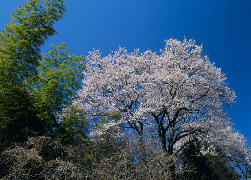 无人,横图,室外,白天,仰视,旅游,度假,幸福,纯洁,美景,植物,樱花,长野县,日本,亚洲,阴影,盛开,光线,影子,景观,花蕾,娱乐,花,花瓣,花朵,鲜花,树,树木,蓝色,绿色,蓝天,天空,阳光,自然,天,花苞,花蕊,享受,休闲,景色,放松,生长,晴朗,成长,等待,生命,自然风光,东亚,本州,万里无云,本州岛,日本国,中部地方,长野,仙樱花,福岛樱,青肤樱,高尚,热烈,晴空,晴空万里,荆桃,彩图,低角度拍摄,饭田,饭田市