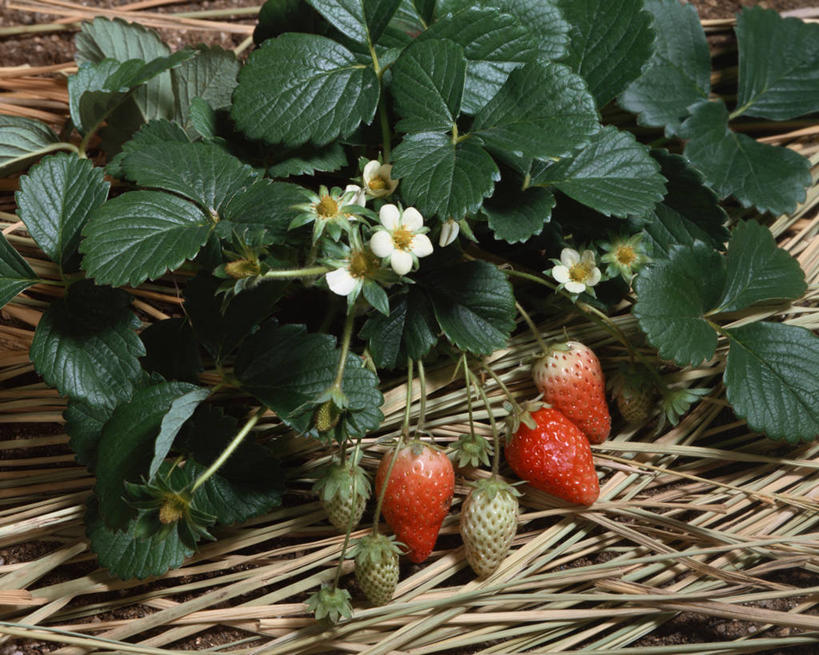 无人,横图,俯视,室外,特写,白天,植物,草莓,浆果,水果,叶子,阴影,新鲜,光线,纹理,影子,生食,食品,稻草,果实,绿叶,食物,红色,绿色,白色,阳光,嫩叶,有机食品,绿色食品,肌理,勇气,草莓花,甜蜜,叶,叶片,叶脉,洋莓,水果皇后,红莓,地莓,彩图,高角度拍摄,恋情