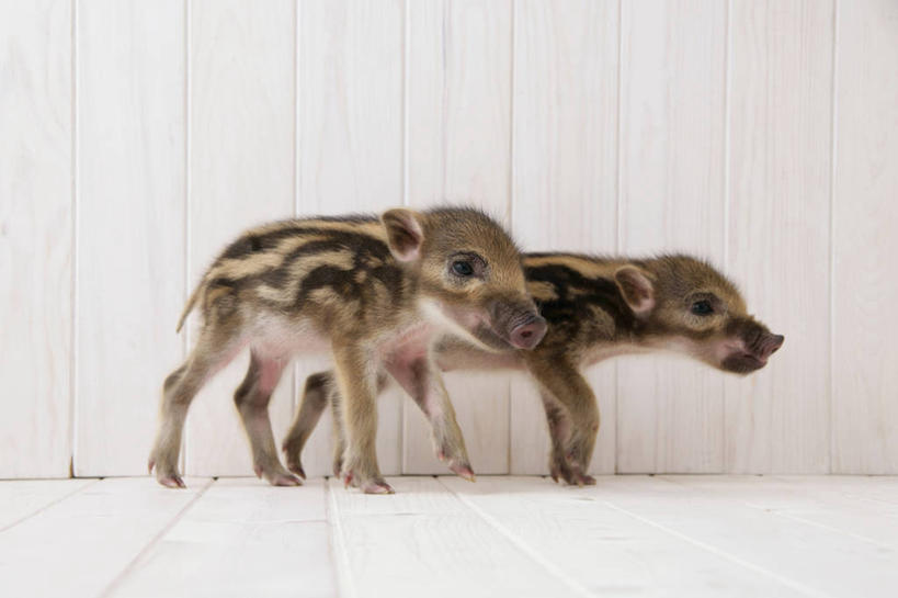 无人,走,横图,室内,特写,白天,侧面,猪,幼小,阴影,反射,影子,墙,注视,墙壁,墙面,动物,观察,看,两只,家畜,牲畜,观看,察看,关注,步行,走路,彩图,全身