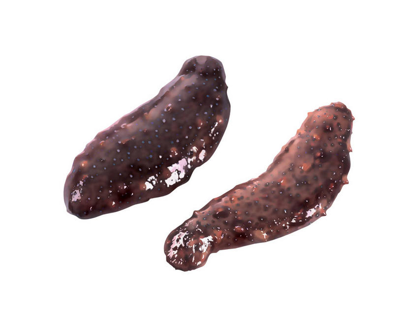 海鲜,无人,横图,插画,室内,白天,白色背景,侧面,数码,科技,阴影,网络,高光,几何,计算机图形,合成,图画,水产,海洋生物,画,两个,海参,电脑合成图,数码合成图,合成图,水生动物,海产品,水生物,棘皮动物,漫画,海底动物,写实,具体,具象,彩图,全身